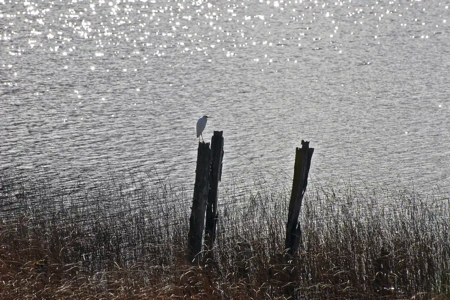 Oiseau posé sur un pieu au bord de l’eau au coucher du soleil